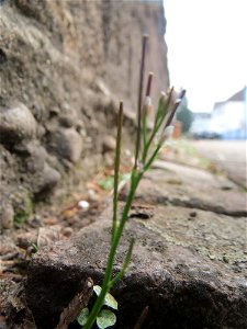 Behaartes Schaumkraut (Cardamine hirsuta) in Hockenheim
