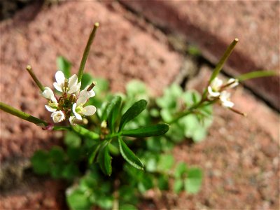 Behaartes Schaumkraut (Cardamine hirsuta) in Hockenheim