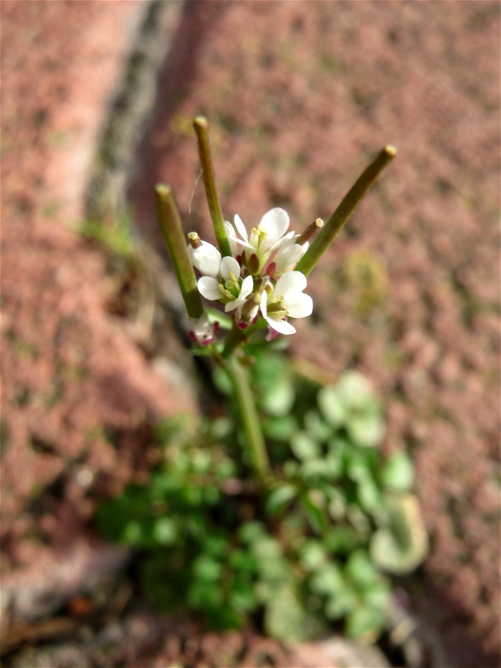 Behaartes Schaumkraut (Cardamine hirsuta) in Hockenheim