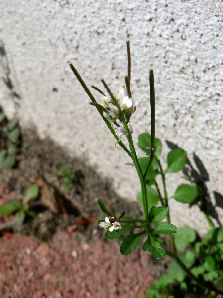 Ritzen-Botanik: Behaartes Schaumkraut (Cardamine hirsuta) in Hockenheim