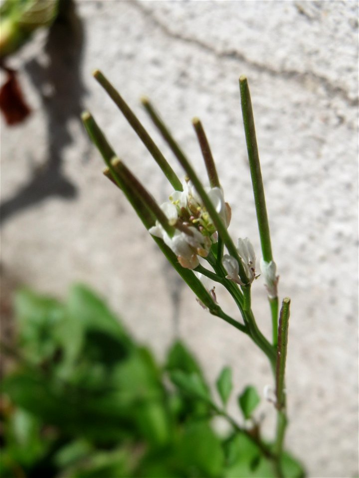 Ritzen-Botanik: Behaartes Schaumkraut (Cardamine hirsuta) in Hockenheim