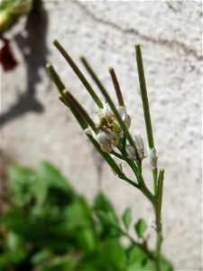 Ritzen-Botanik: Behaartes Schaumkraut (Cardamine hirsuta) in Hockenheim