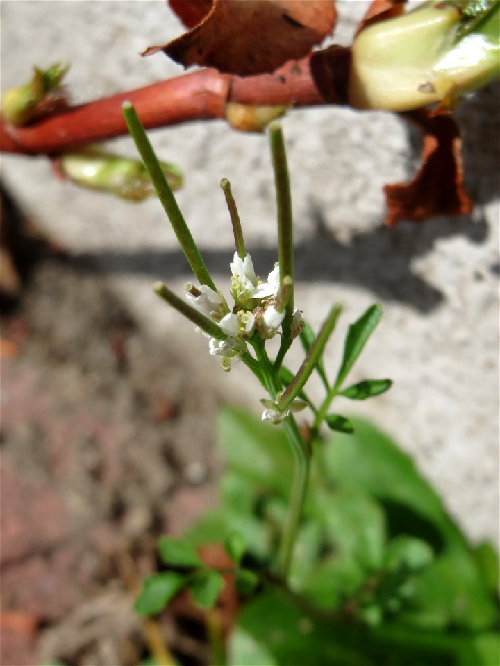 Ritzen-Botanik: Behaartes Schaumkraut (Cardamine hirsuta) in Hockenheim
