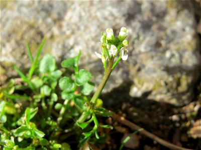 Behaartes Schaumkraut (Cardamine hirsuta) in Hockenheim