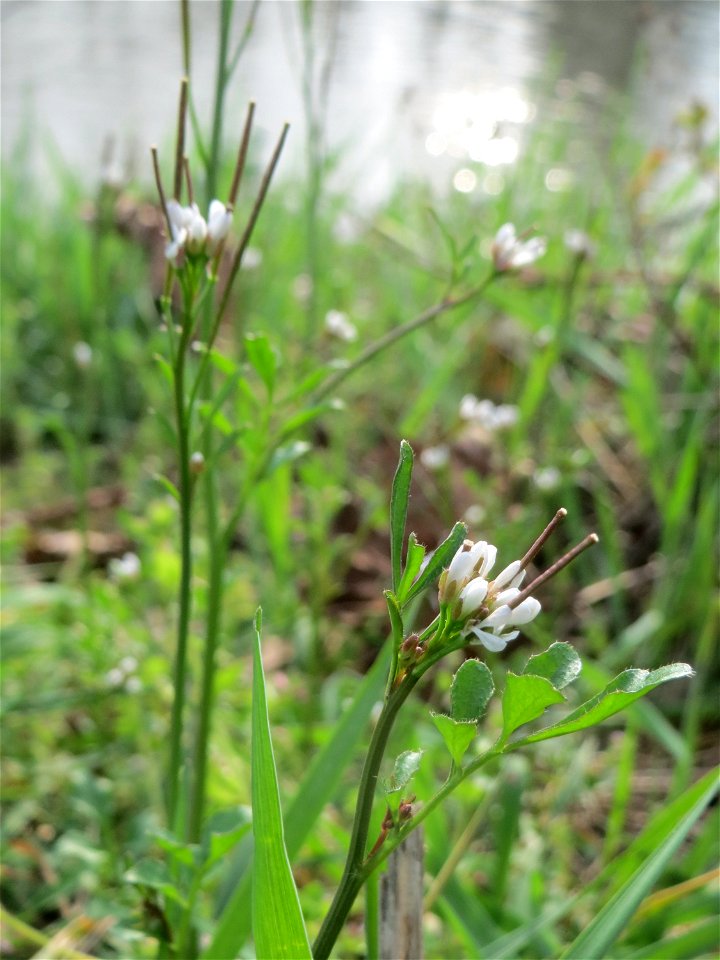 Behaartes Schaumkraut (Cardamine hirsuta) an der Saar in Saarbrücken