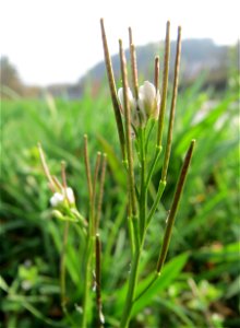 Behaartes Schaumkraut (Cardamine hirsuta) an der Saar in Saarbrücken