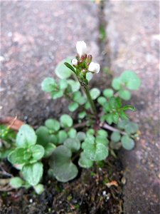 Behaartes Schaumkraut (Cardamine hirsuta) in Hockenheim