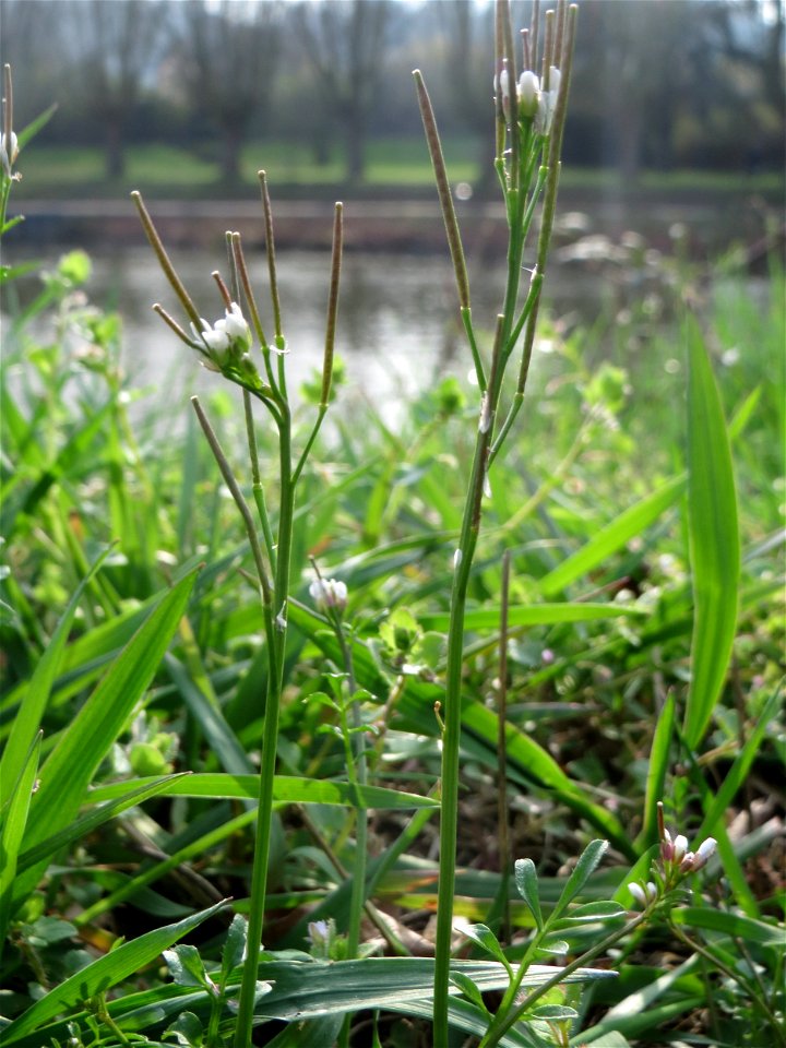 Behaartes Schaumkraut (Cardamine hirsuta) an der Saar in Saarbrücken
