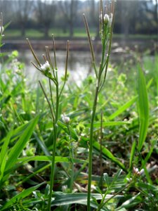 Behaartes Schaumkraut (Cardamine hirsuta) an der Saar in Saarbrücken