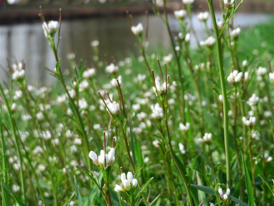 Behaartes Schaumkraut (Cardamine hirsuta) an der Saar in Saarbrücken