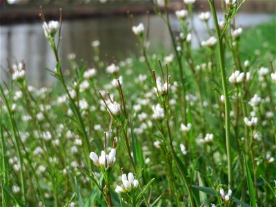 Behaartes Schaumkraut (Cardamine hirsuta) an der Saar in Saarbrücken