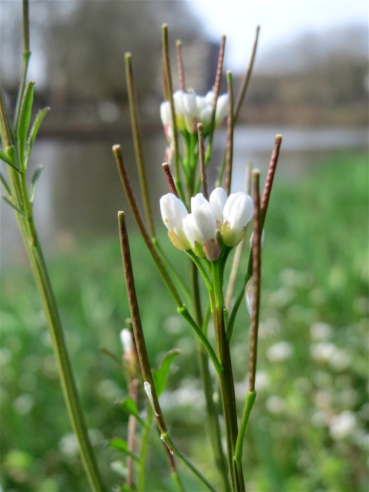 Behaartes Schaumkraut (Cardamine hirsuta) an der Saar in Saarbrücken