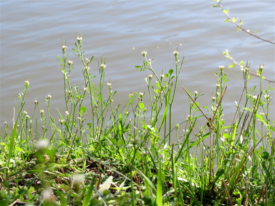 Behaartes Schaumkraut (Cardamine hirsuta) an der Saar in Saarbrücken