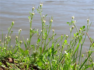 Behaartes Schaumkraut (Cardamine hirsuta) an der Saar in Saarbrücken