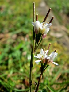 Behaartes Schaumkraut (Cardamine hirsuta) am Tierfriedhof in Alt-Saarbrücken
