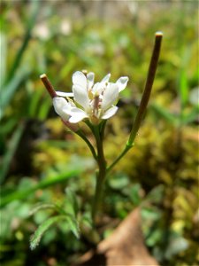 Behaartes Schaumkraut (Cardamine hirsuta) am Tierfriedhof in Alt-Saarbrücken