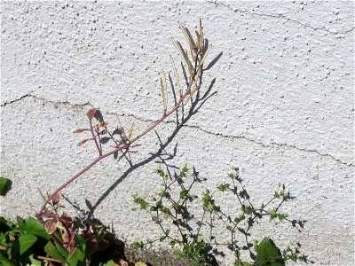 Behaartes Schaumkraut (Cardamine hirsuta) in Hockenheim