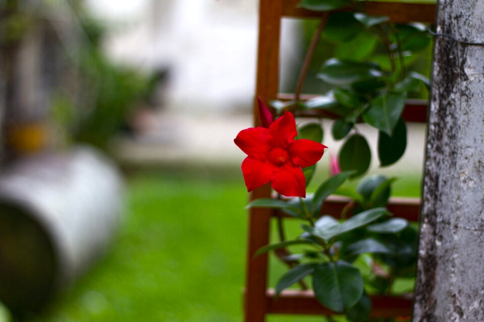 Botany nature garden