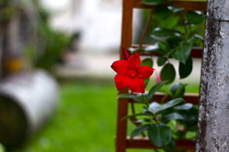 Botany nature garden