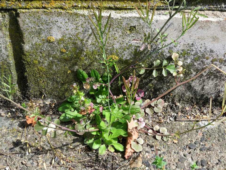 Ritzen-Botanik: Behaartes Schaumkraut (Cardamine hirsuta) in Hockenheim