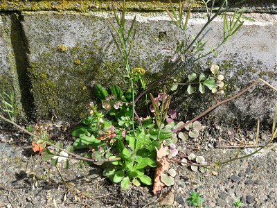 Ritzen-Botanik: Behaartes Schaumkraut (Cardamine hirsuta) in Hockenheim