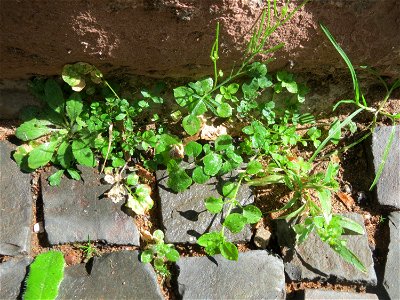 Ritzenbotanik: Diverse Wildpflanzen, u.a. Behaartes Schaumkraut (Cardamine hirsuta) auf Pflasterstein in Sankt Arnual