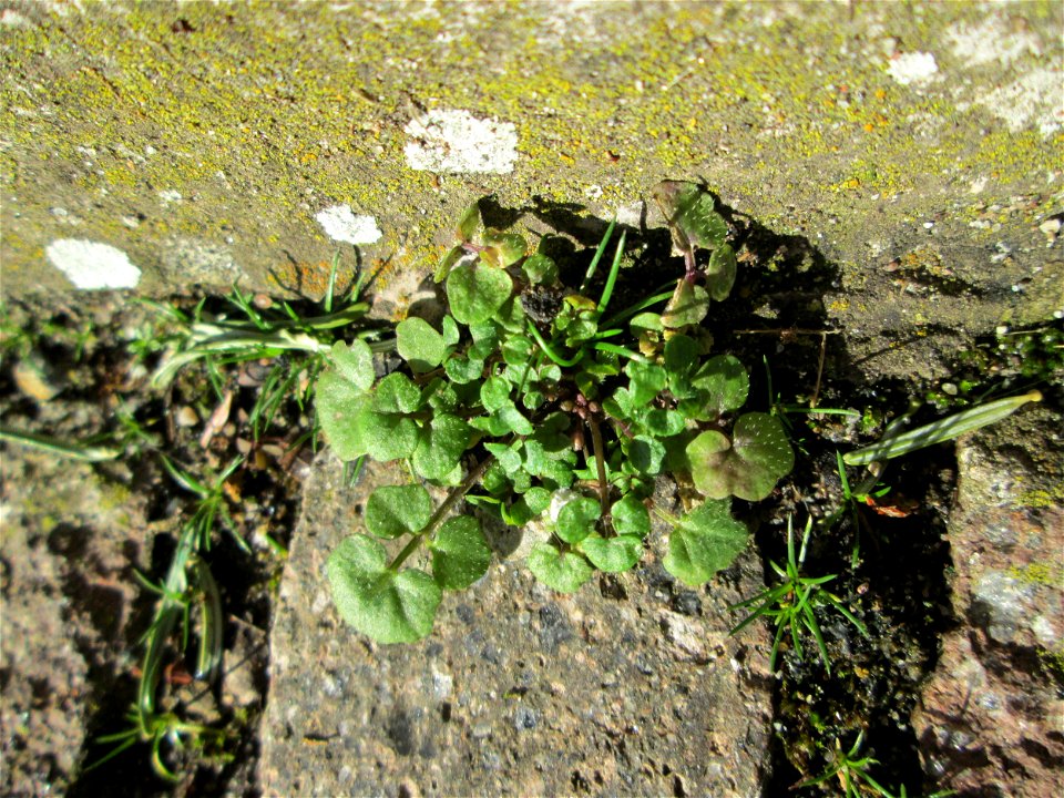 Das erste Behaarte Schaumkraut (Cardamine hirsuta) auf einem Bürgersteig in Hockenheim