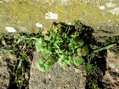 Das erste Behaarte Schaumkraut (Cardamine hirsuta) auf einem Bürgersteig in Hockenheim