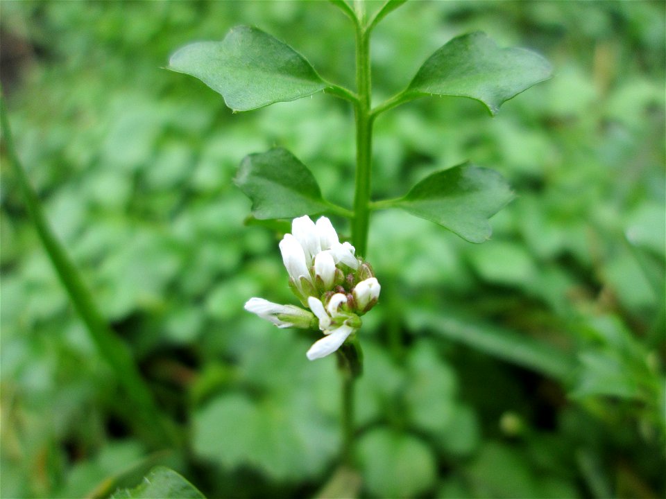 Behaartes Schaumkraut (Cardamine hirsuta) am Staden in Saarbrücken