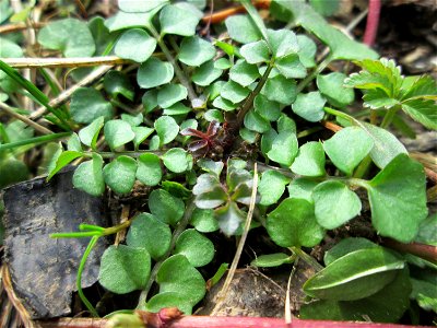 Grundblätter vom Behaarten Schaumkraut (Cardamine hirsuta) am Osthafen Saarbrücken