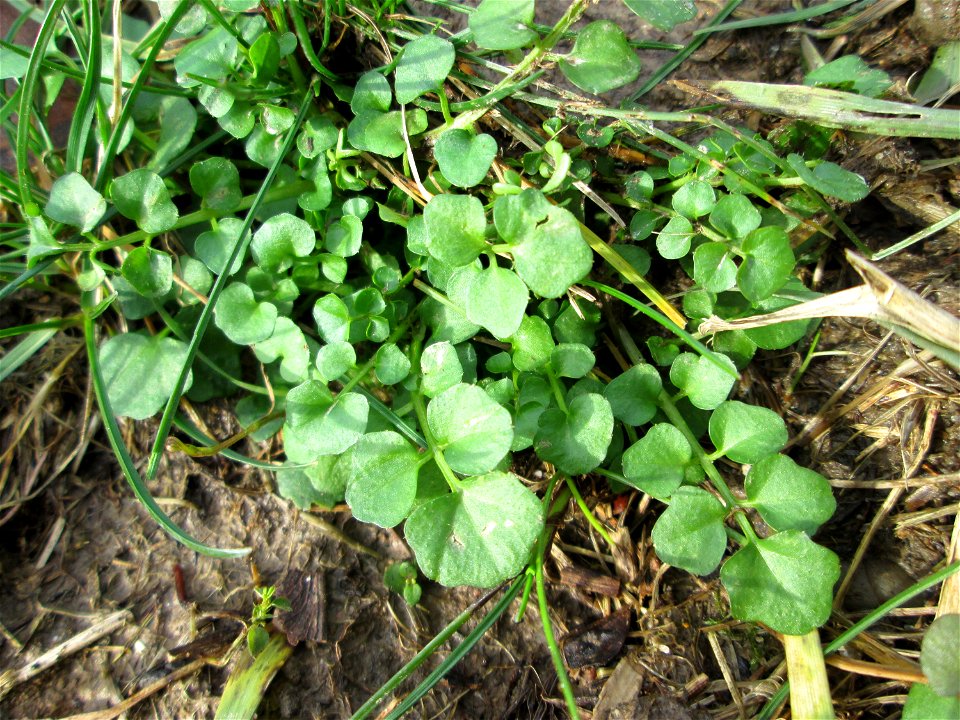 Grundblätter vom Behaarten Schaumkraut (Cardamine hirsuta) am Osthafen Saarbrücken