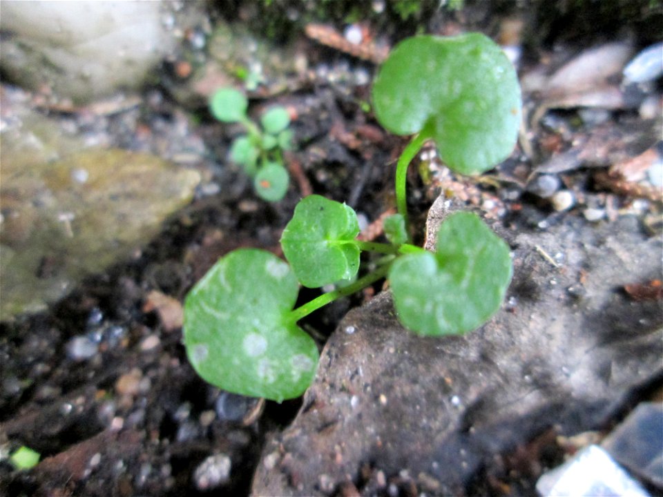 Grundblätter vom Behaarten Schaumkraut (Cardamine hirsuta) auf einem Bürgersteig in Hockenheim