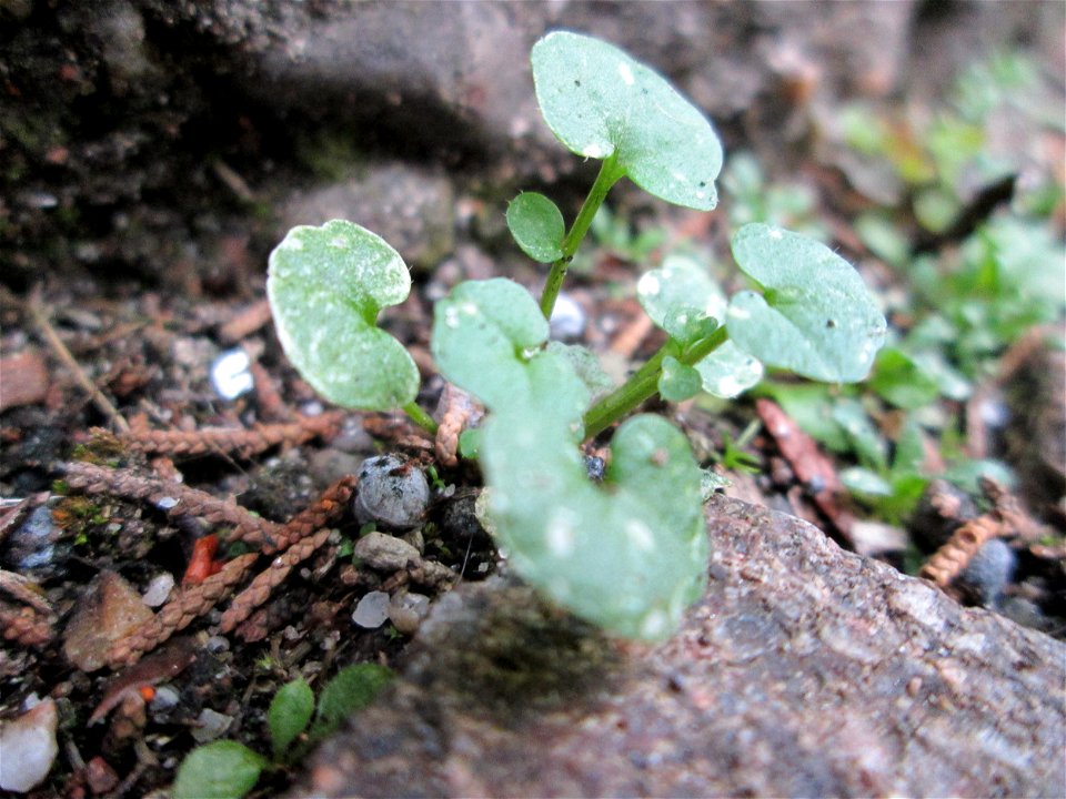 Grundblätter vom Behaarten Schaumkraut (Cardamine hirsuta) auf einem Bürgersteig in Hockenheim