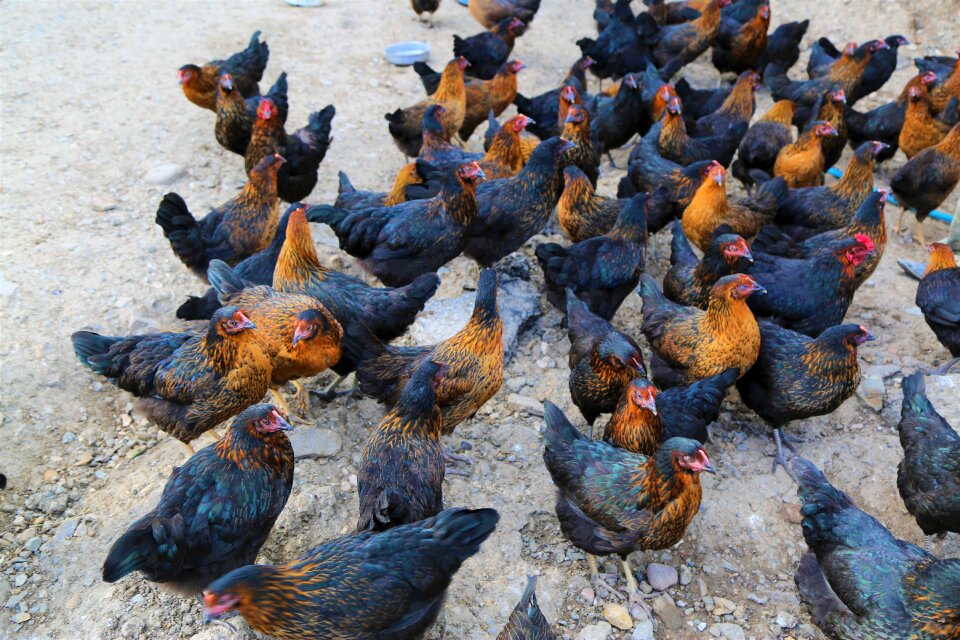 Pets farm rural