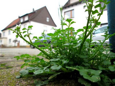 Behaartes Schaumkraut (Cardamine hirsuta) auf einem Bürgersteig in Hockenheim
