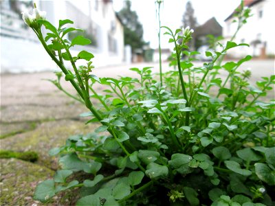 Behaartes Schaumkraut (Cardamine hirsuta) auf einem Bürgersteig in Hockenheim