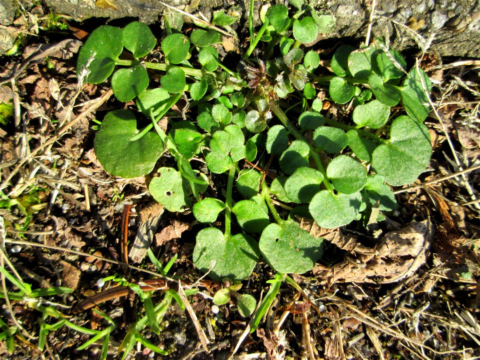 Ritzenbotanik: Grundblätter vom Behaarten Schaumkraut (Cardamine hirsuta) auf einem Bürgersteig in Hockenheim