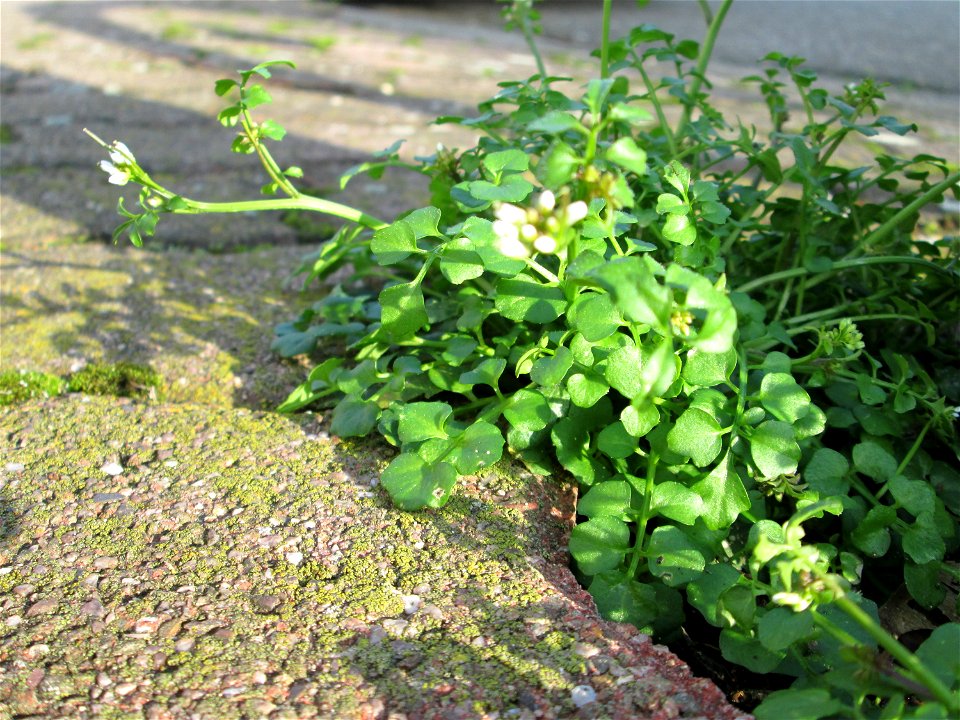 Behaartes Schaumkraut (Cardamine hirsuta) auf einem Bürgersteig in Hockenheim