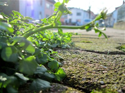 Behaartes Schaumkraut (Cardamine hirsuta) auf einem Bürgersteig in Hockenheim