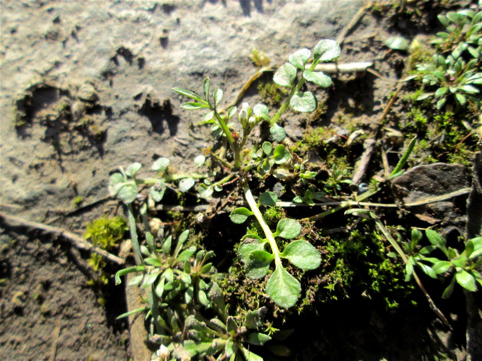 Grundblätter vom Behaarten Schaumkraut (Cardamine hirsuta) am Osthafen in Saarbrücken