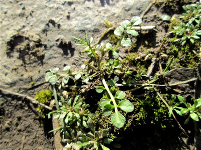 Grundblätter vom Behaarten Schaumkraut (Cardamine hirsuta) am Osthafen in Saarbrücken