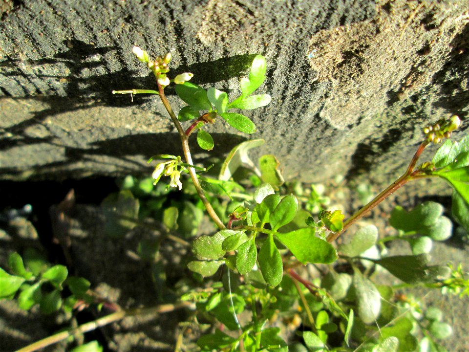 Behaartes Schaumkraut (Cardamine hirsuta) an einer Hauswand in Saarbrücken