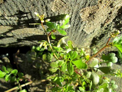 Behaartes Schaumkraut (Cardamine hirsuta) an einer Hauswand in Saarbrücken