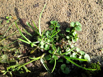 Grundblätter vom Behaarten Schaumkraut (Cardamine hirsuta) an der Saar in Sankt Arnual