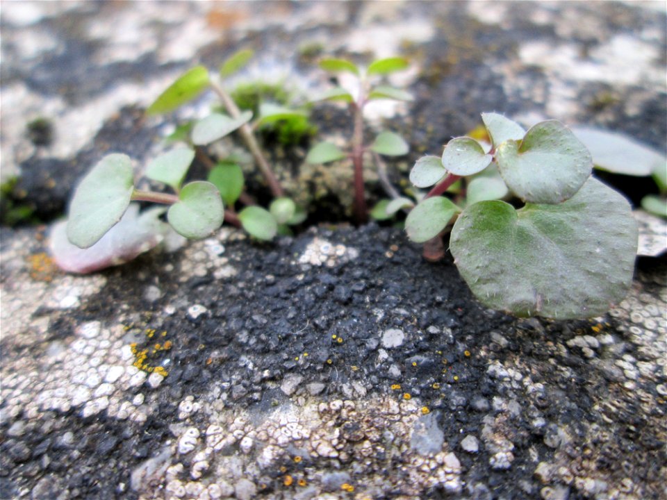 Grundblätter vom Behaarten Schaumkraut (Cardamine hirsuta) am Bahnhof Bruchmühlbach-Miesau