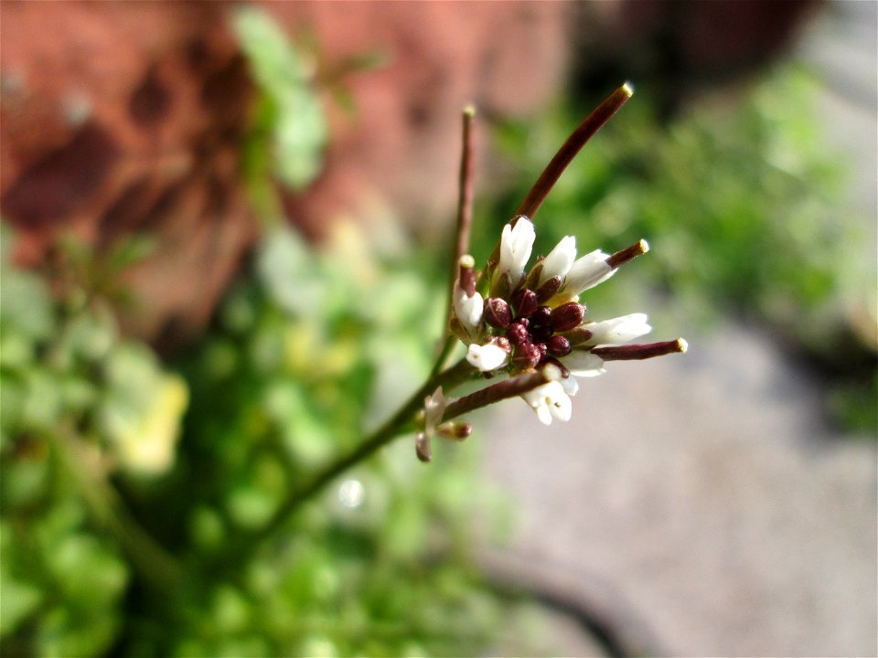 Behaartes Schaumkraut (Cardamine hirsuta) in Hockenheim
