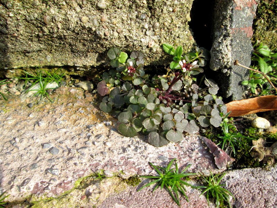 Behaartes Schaumkraut (Cardamine hirsuta) in Hockenheim
