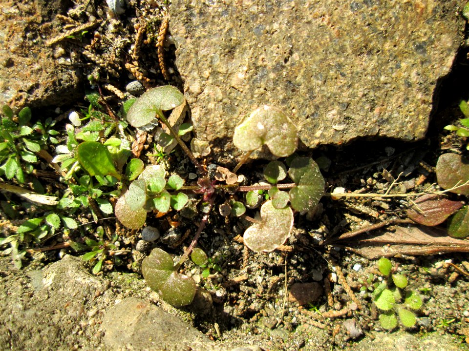 Grundblätter vom Behaarten Schaumkraut (Cardamine hirsuta) in Hockenheim