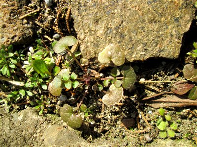 Grundblätter vom Behaarten Schaumkraut (Cardamine hirsuta) in Hockenheim