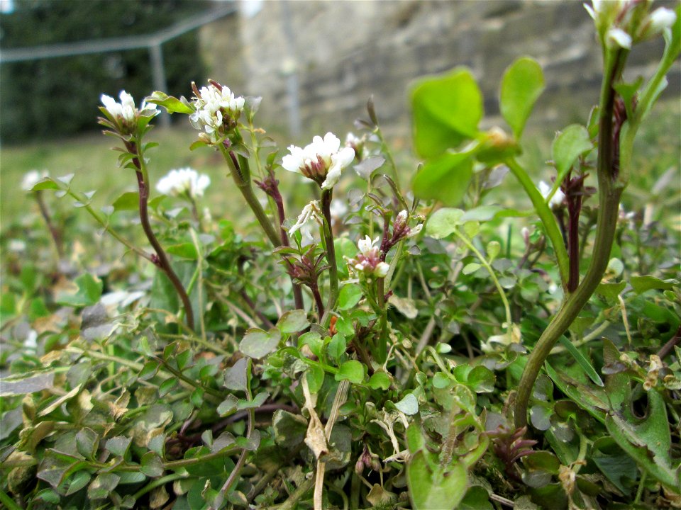 Behaartes Schaumkraut (Cardamine hirsuta) am Staden in Saarbrücken